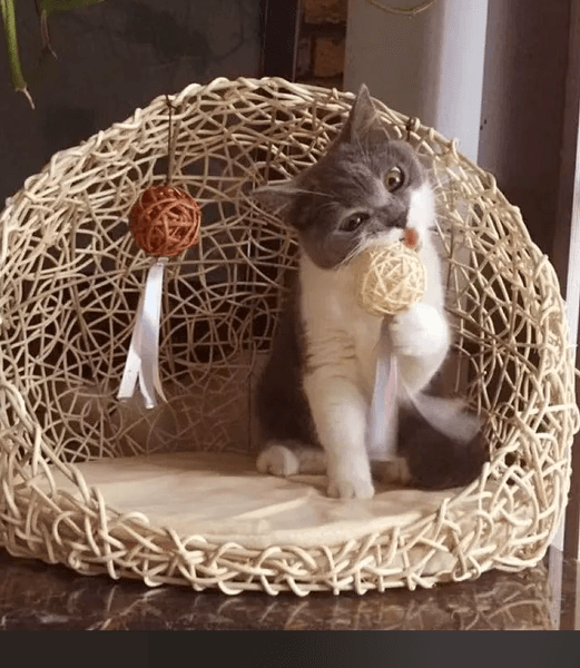 Summer Four Seasons Universal Vine Weaving Kitten Bed Cat Supplies Pet House Toys Detachable Washable Dog Nest Cool