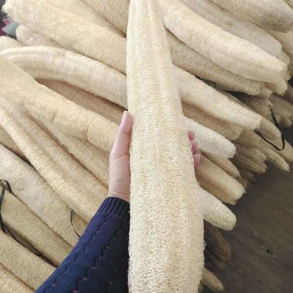5 Pieces Natural Luffa Bath Old Rubbing Back Water Tendons Washing Dishes Brushing Pots Medicinal Pulp Silk Melon Complex