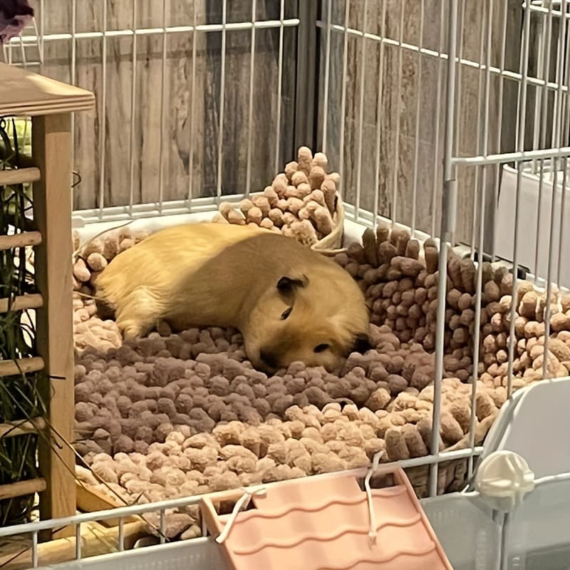 TEMU Comfortable Bed Mat For Guinea Pigs Featuring A Soft, Plush, And Warm Cushion Suitable For Hamsters And Other Small Pets - Designed For A Universal Fit, , And Long-lasting Use