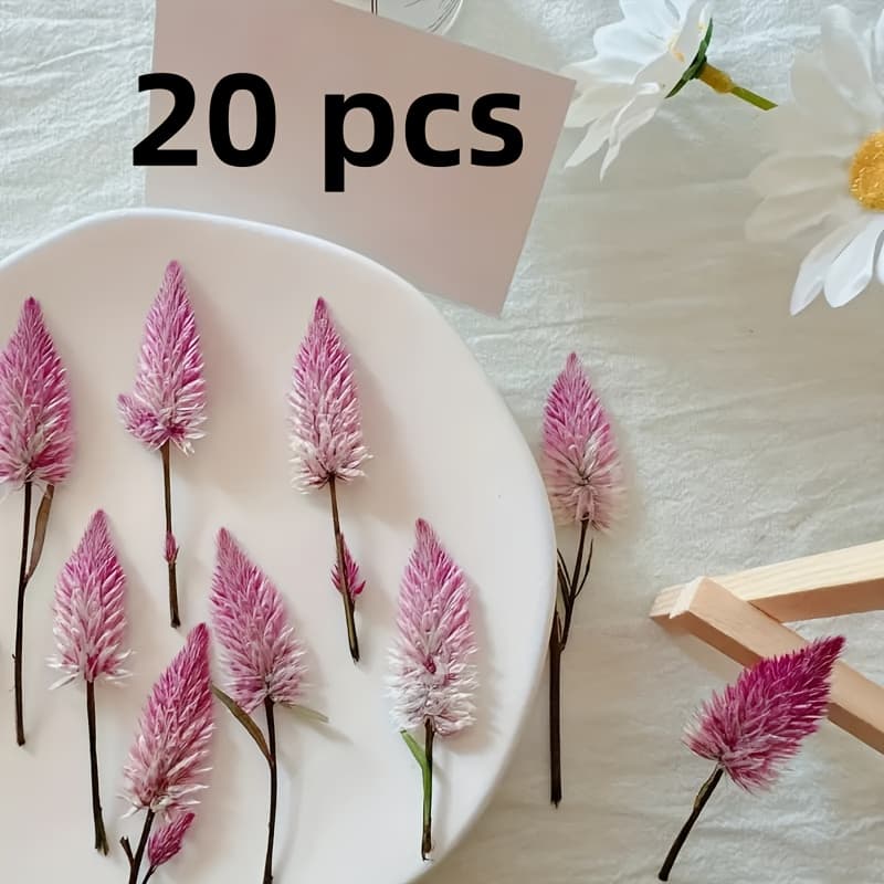 TEMU 20 Dried Cockscomb Flowers Suitable For Diy Craft Photo Frames, Bookmarks, Dried Flower Phone Cases, And Coasters. Ideal For Diy Christmas, Halloween, Valentine's Day, And Birthday Gifts.