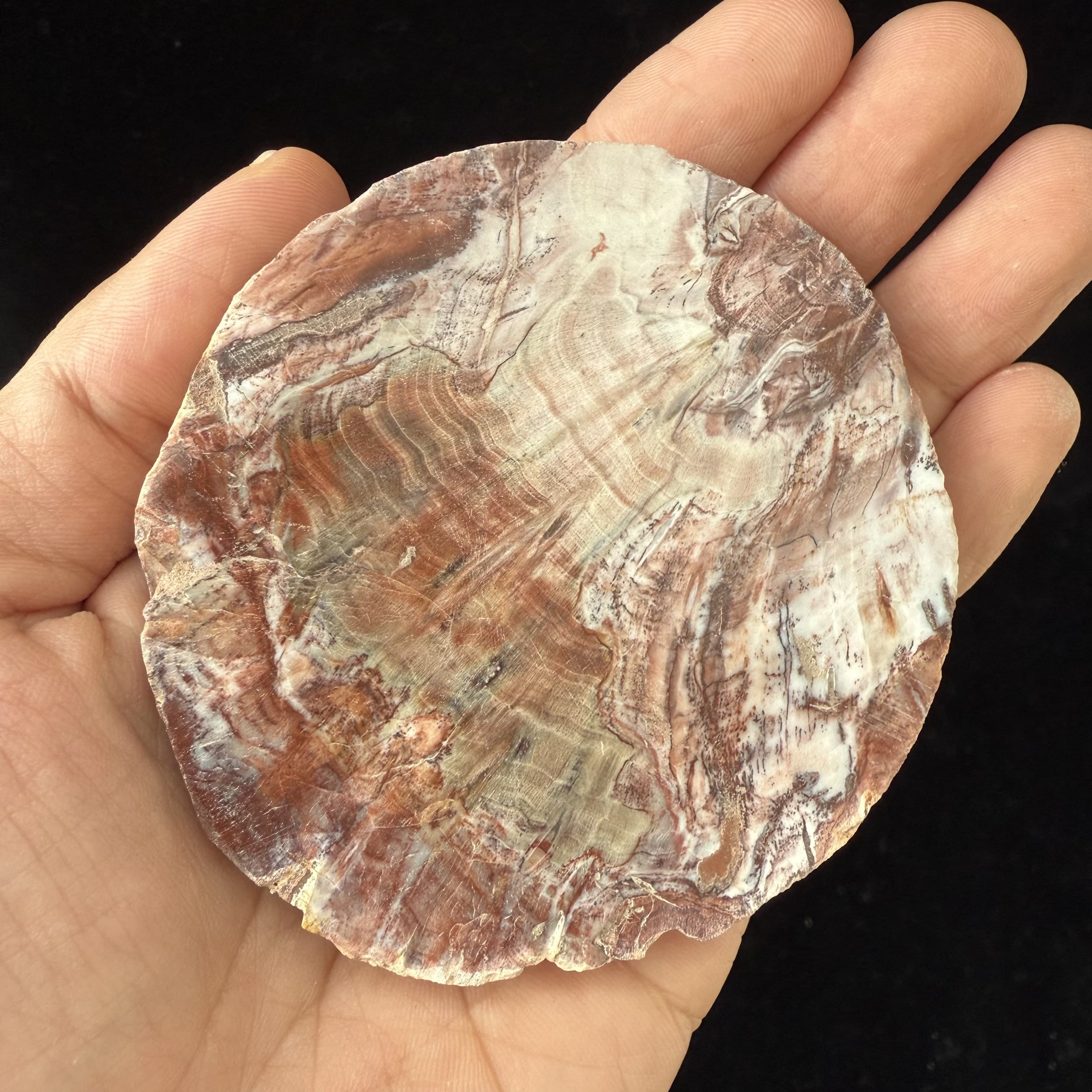 TEMU Natural Wood (50-), Polished Fossil , Unique Gift For Men, Office Desk Decor, Bookend, Gift, Home Decoration