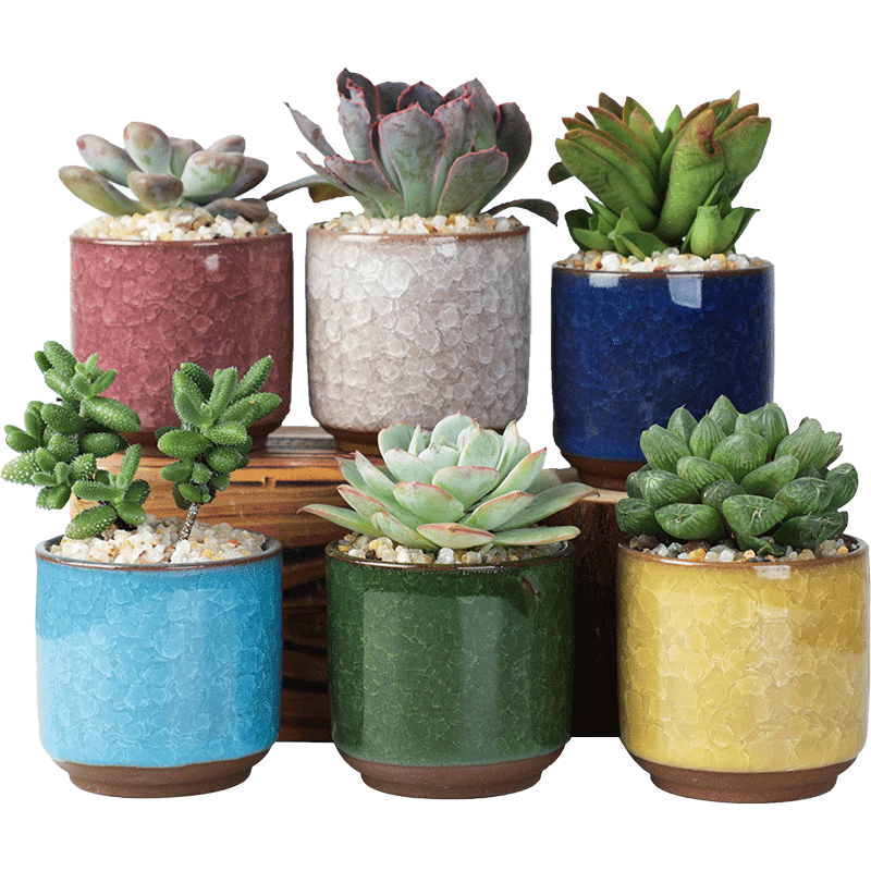 TEMU Set Of 6 Succulent Pots Made Of Ceramic With An Ice Crack Design, Suitable For Indoor And Outdoor Use. Small Flower Pots Feature A Drainage Hole And A , Home Decoration. Gardening Gift