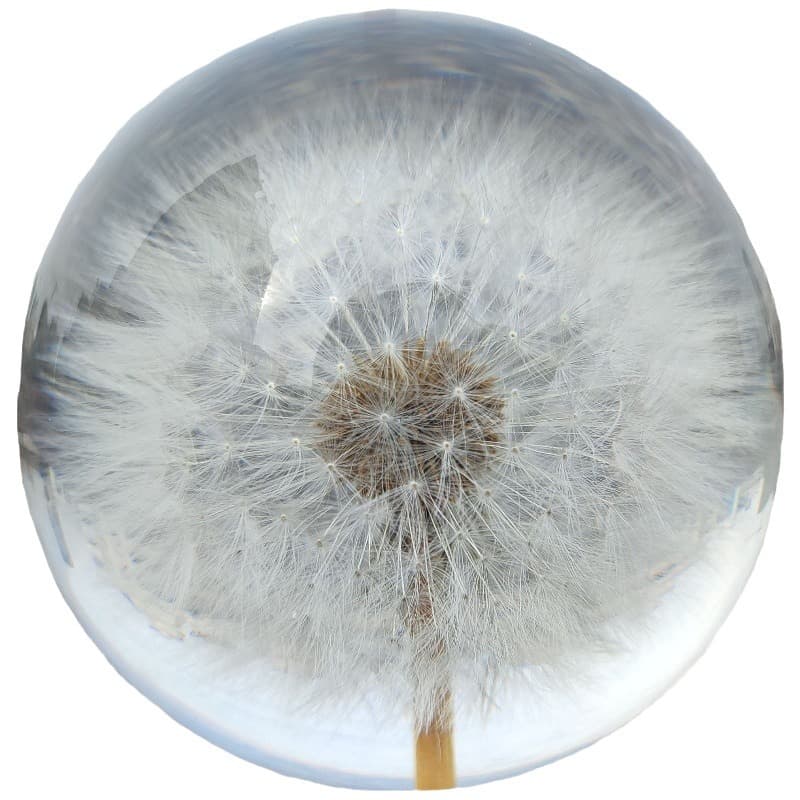 TEMU Eternal Flower Resin Crystal Ball Featuring A Dandelion And Daisy Specimen, Perfect For Home Decoration During Festivals And As A Christmas Gift