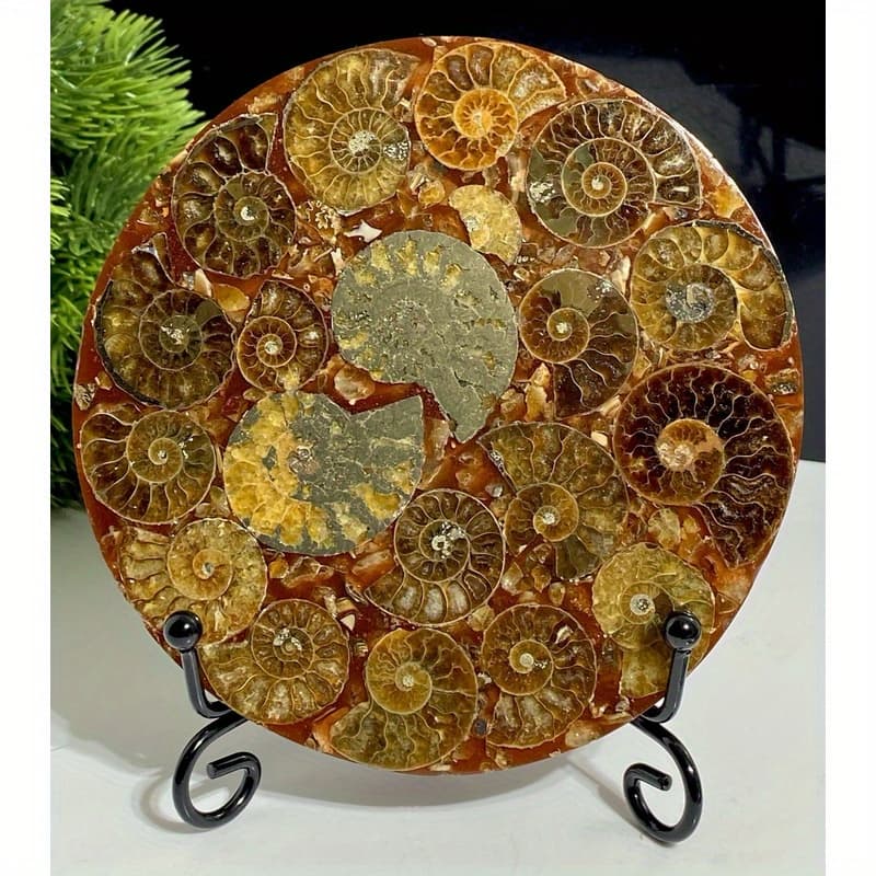 TEMU Large 11cm 416 Million Year Old Crystal Fossil Disc - Natural Amber & , Intricate Spiral Patterns, Durable Home Decor For Living Room, Office, Tabletop Display