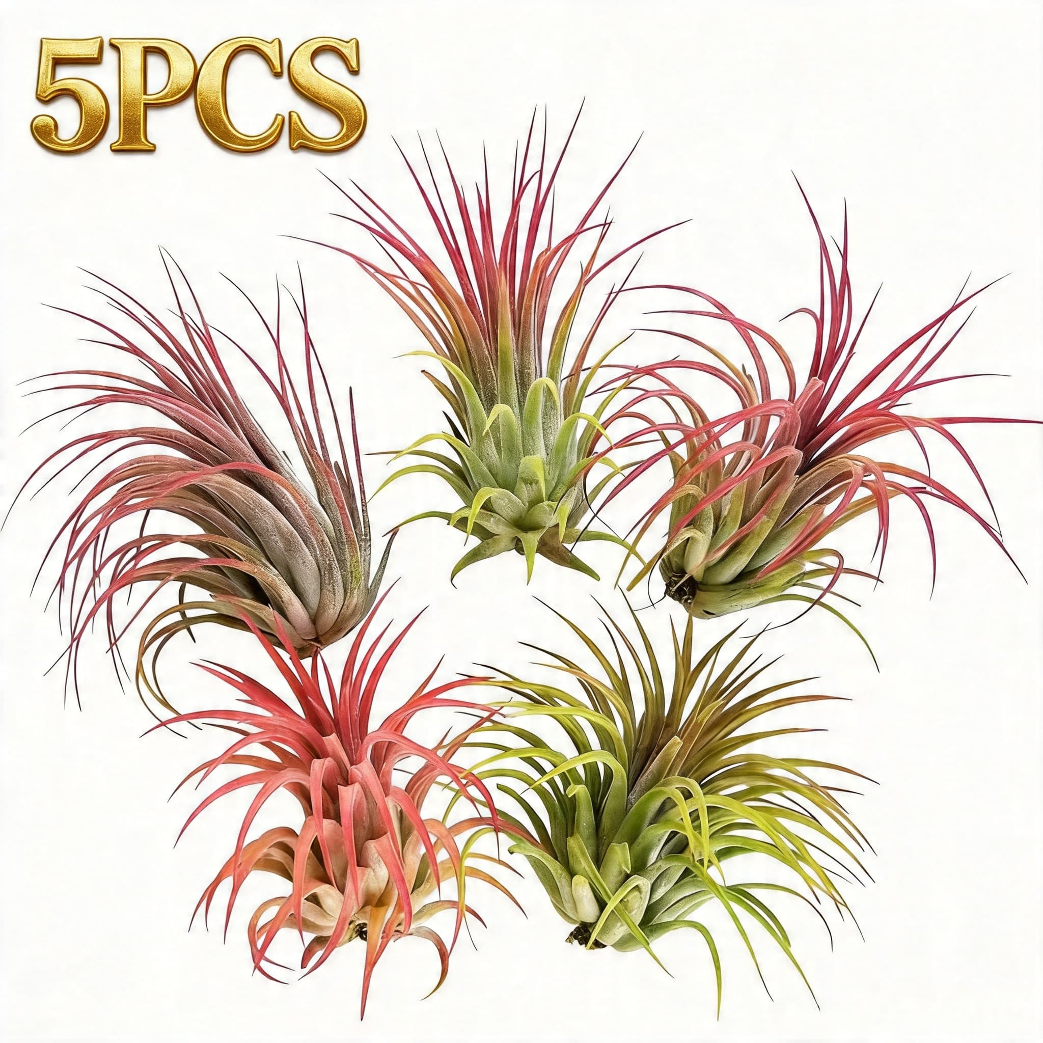 TEMU 5pcs Set 3.14inch Air Plant , Varieties- Tropical Indoor Plants Suitable For Home Decoration, Ecological Boxes, And For Home, Wedding, Party, Porch, And Garden Decor