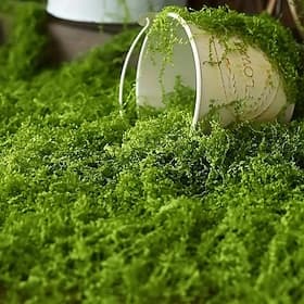 realistisches Kunstmoos (100 g), langlebige DIY-Gartendekoration aus Kunststoff für den Innenbereich, natürliches grünes Moos für Glasterrarien, Pflanzgefäße,