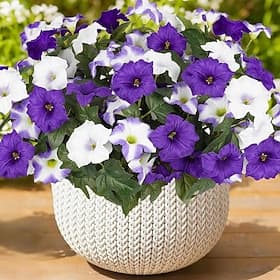 6 bossen kunstbloemen voor buiten, neppe petunia's voor lente- en zomerdecoratie, nepbloemen en -planten met een UV-bestendige look, echte zijden bloemen voor