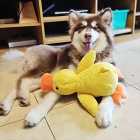 Dog sleeping with a dog hug duck toys to relieve boredom of little yellow duck pet interactive plush doll pet supplies