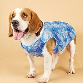 T-shirt de sport rafraîchissant pour animaux de compagnie, gilet à séchage rapide, vêtements d'extérieur pour chiens de petite et grande taille, manteau d'été