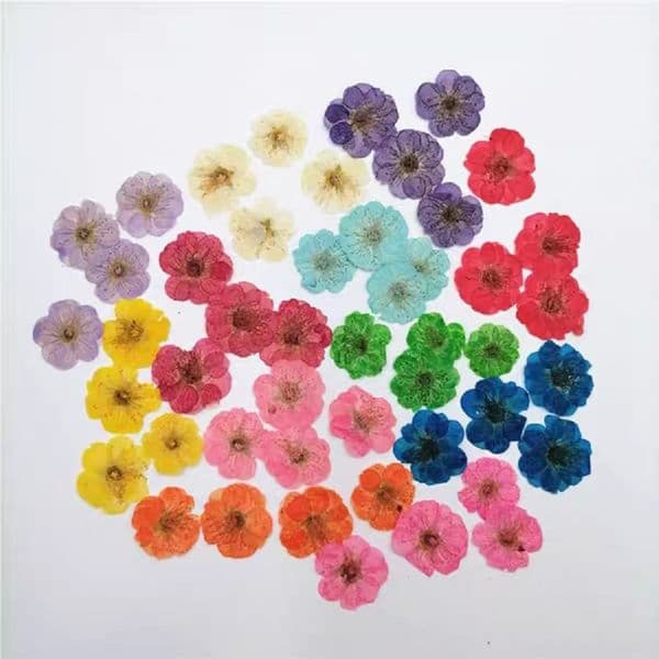 60pcs Pressed Dried Plum Blossom Flower Plant Herbarium For Jewelry Photo Frame Phone Case Bookmark Making DIY