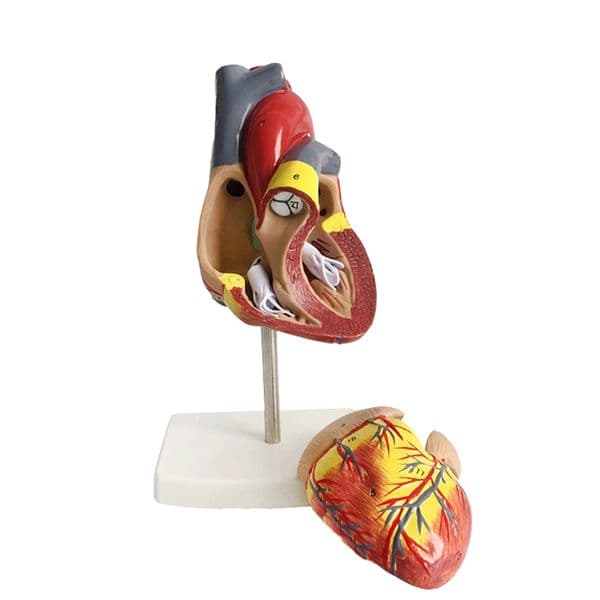 Life Size Medical Heart Vascular Anatomical Cardiac Teaching Model,Human heart anatomical model