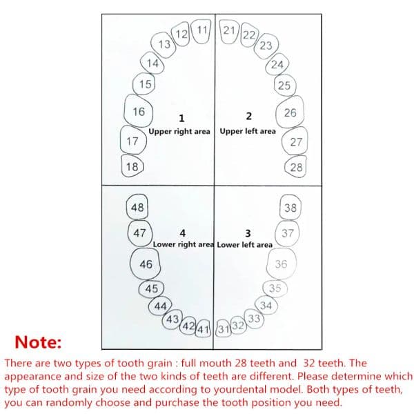28/32pcs Dental Teeth Model For Dental Technician Practice Replacement Teeth For Nissin Models / Dental Simulator Head Model