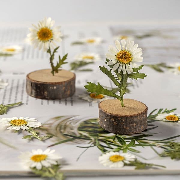 Crystal chrysanthemum Dried Flower Embossing, Drip Phone Case, Applique Painting Material, 1 Bag