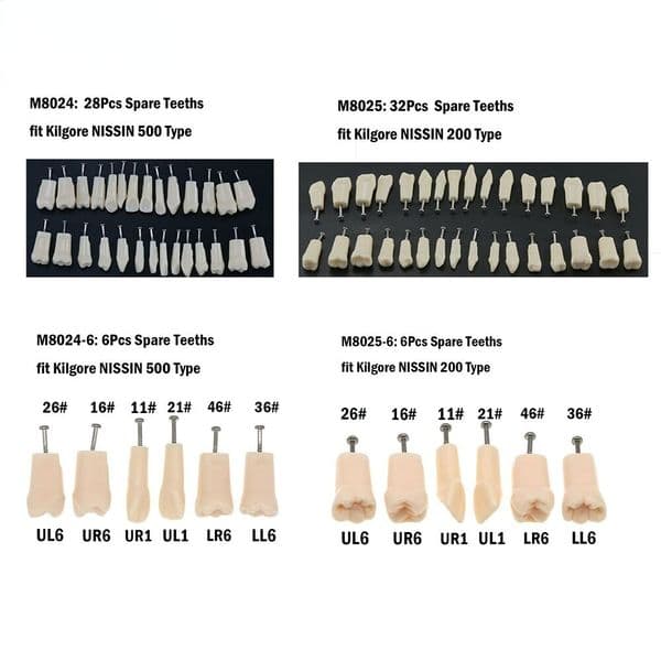 Dental Typodont Replacement Screw-in Teeth Fit Kilgore NISSIN 200/500 Type
