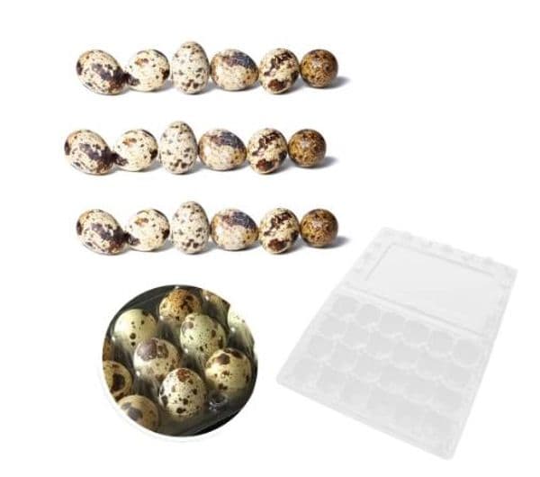 12 Pcs 24 Grids Plastic Egg Flat Quail Egg Storage Box Egg Carrier Packaging Box