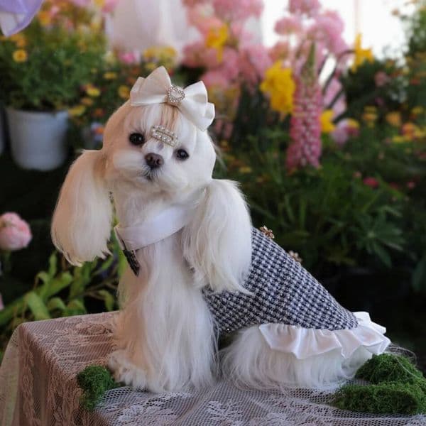 Cat Dress Puppy Pet Apparel Small Clothes Winter Chihuahua Yorkie Pomeranian Yorkshire Terrier Shih Tzu Maltese Dog Clothing