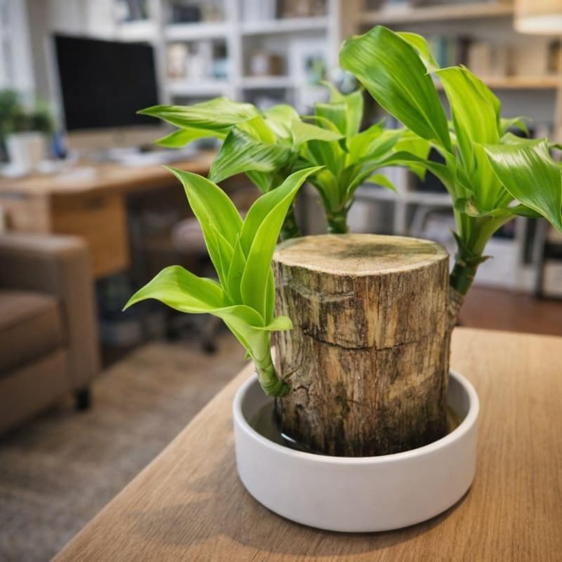 TEMU Potted Plant Decoration For Home Office Decoration