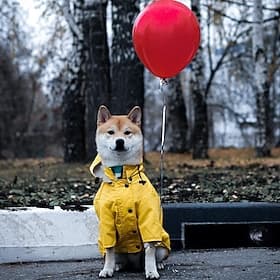 Dog Raincoat Waterproof Rain Poncho with Hoodie Pet Rain Jacket with Leash Hole for Small Medium and Large Dogs