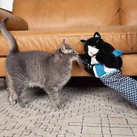 Gant de lutte pour chat, marionnette, jouet interactif, mitaine avec housse de protection résistante et herbe à chat - jeu enrichissement