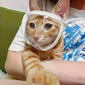 Muselière transparente respirante pour chat, protection anti-morsure, housse de toilettage portable, couvre-bouche ajustable, accessoires pour animaux de compa